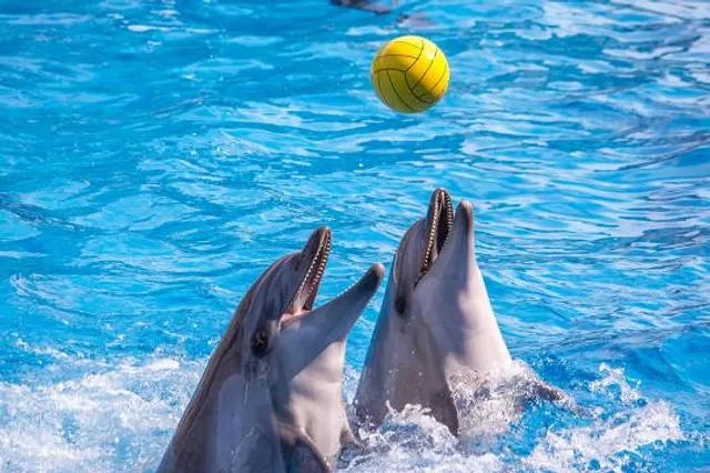 Agadir Dolphin World