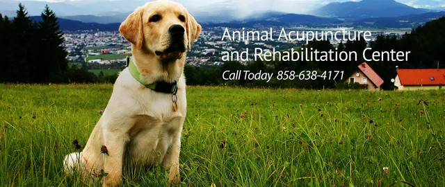 Animal Acupuncture and Rehabilitation Center