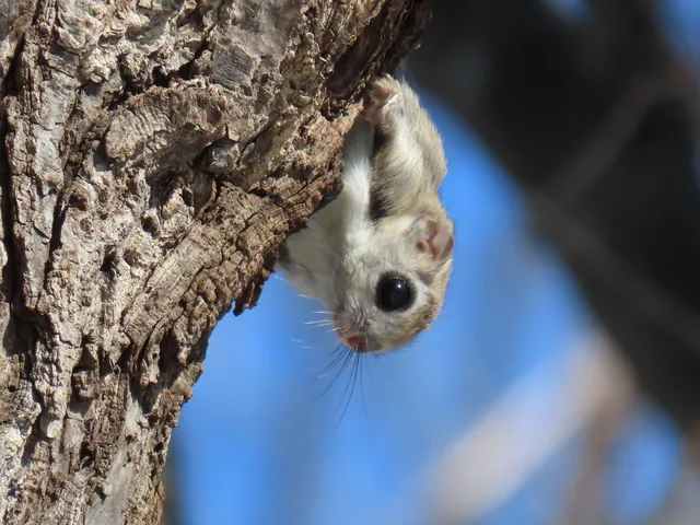 Komaba Kinohiroba Park