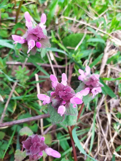 Balaklavsʹka Dolyna