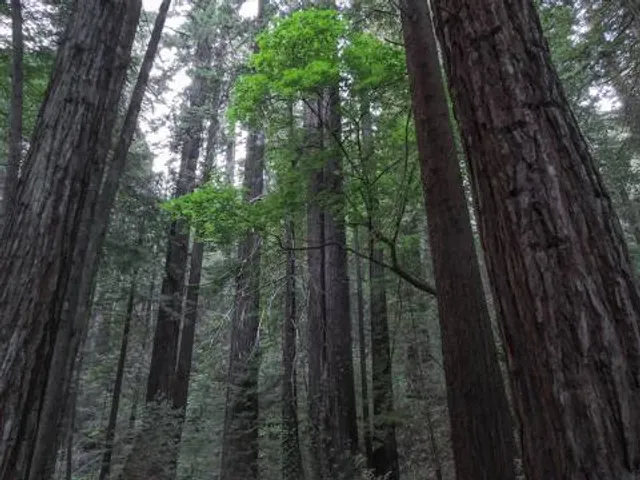 Grizzly Creek Redwoods State Park