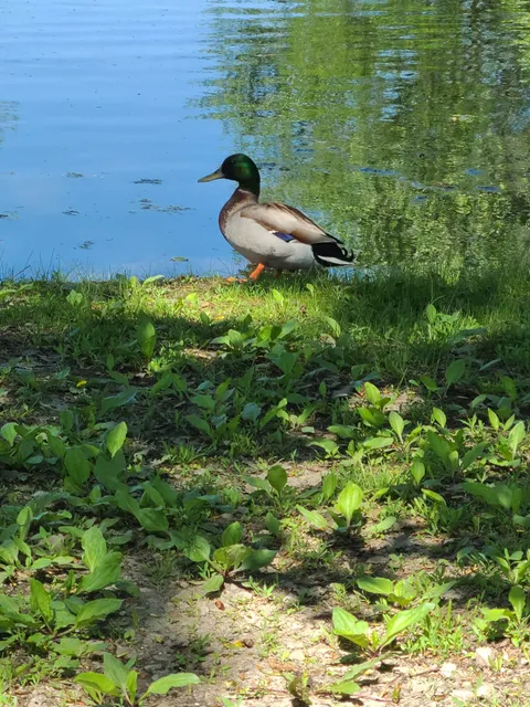 Peotone Park District