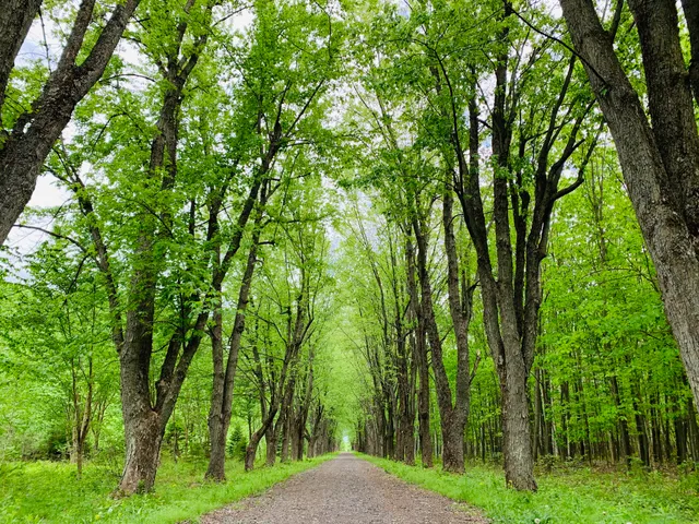 Parc régional de la Forêt-Drummond - Secteur des Érables argentés