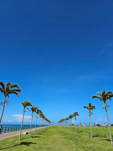 ヤシの木ロード