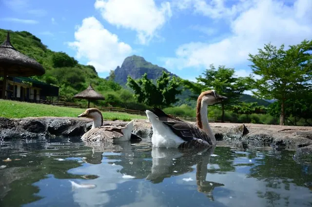 The Zoo of Morning Calm