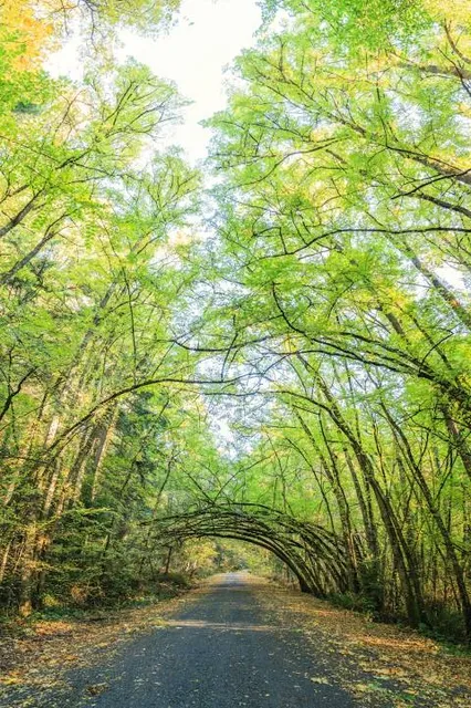 Sehome Hill Arboretum