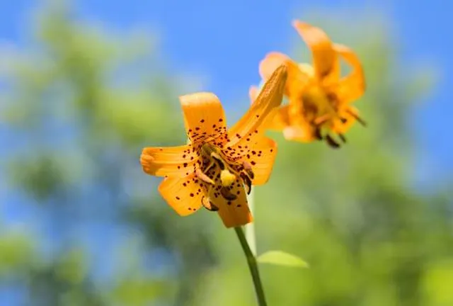 Little Mountain Park