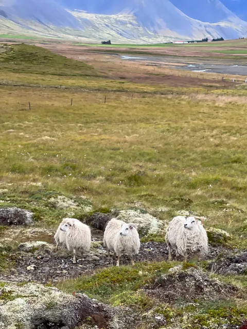 Simba Horses: riding tours in the Westfjords Alps