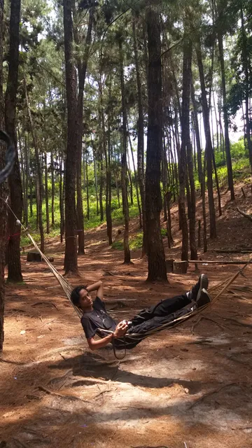 Wisata Hutan Pinus Cadika
