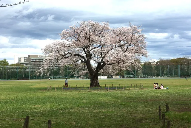 Musashino Central Park