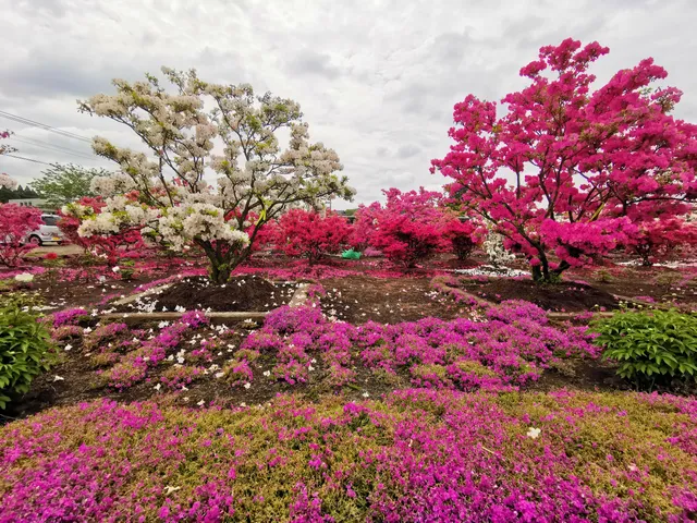 Ozu Azalea Garden