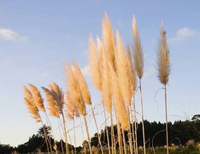 Bear Lake Regional Park