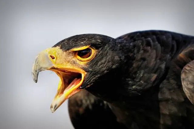 Dullstroom Bird of Prey & Rehabilitation Centre