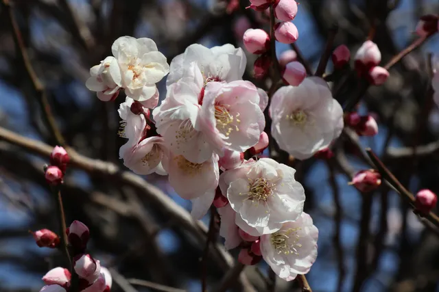 Koubaien Plum Garden