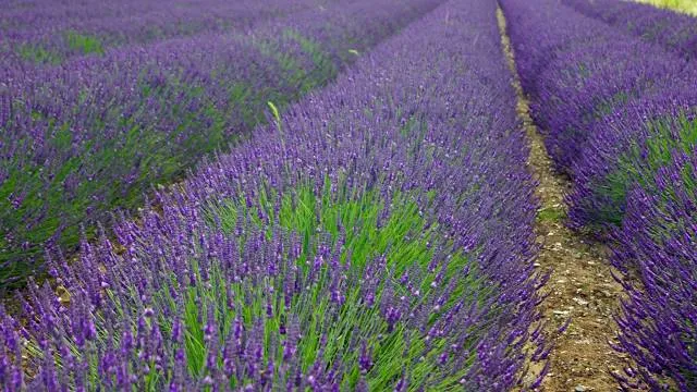 Norfolk Lavender