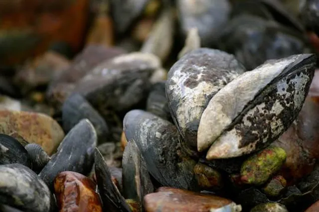 Kinason at Midway White Beach