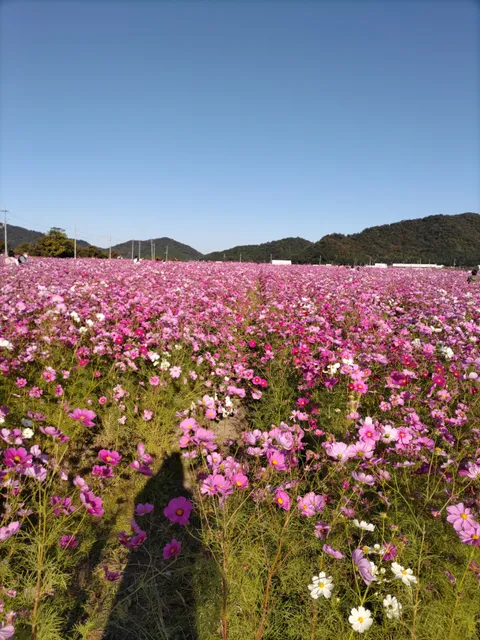 Kosumosu Hata cosmos garden