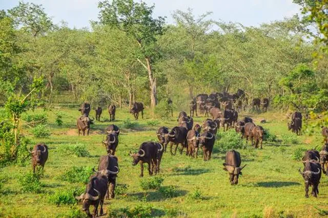 Ráj dřevěných soch