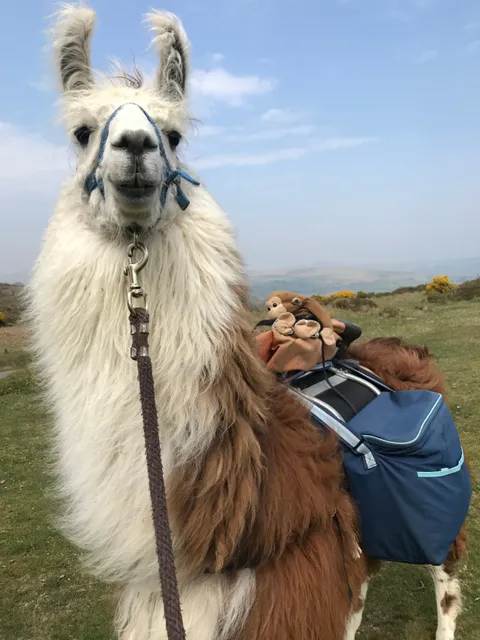 Dartmoor Llama Walks