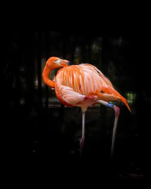 Animal Park Cappeller