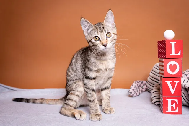 Friends Of Rescue Animals