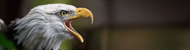 North Island Wildlife Recovery Centre