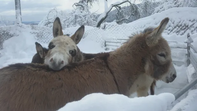 Eselwandern im bayerischen Wald