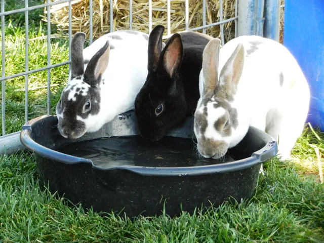 A One of A Kind Pony Party