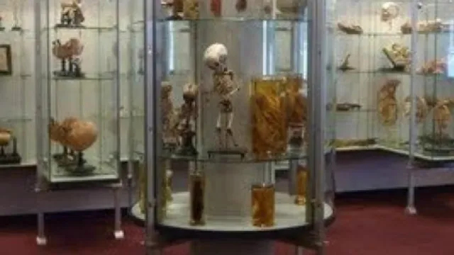 Museum Bleulandinum (Anatomical Museum)