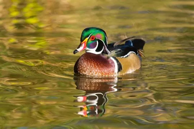 Cascata dello Schioppo