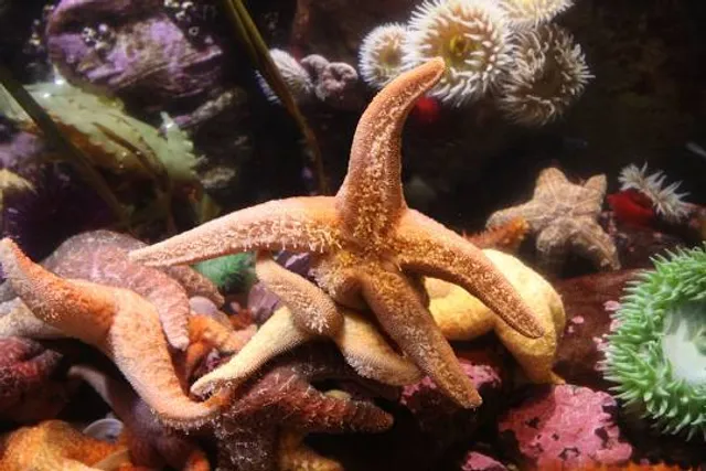Newport Aquarium