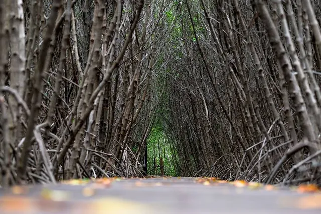 Bluestone Wild Forest