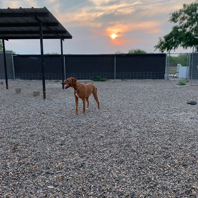 Canine Country Club Kennel