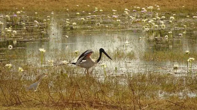 Mutton Hole Wetlands Conservation Park