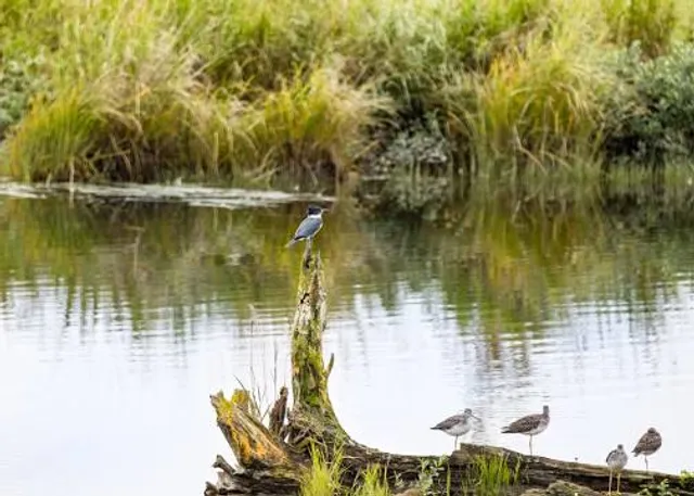 Potter Marsh Bird Sanctuary