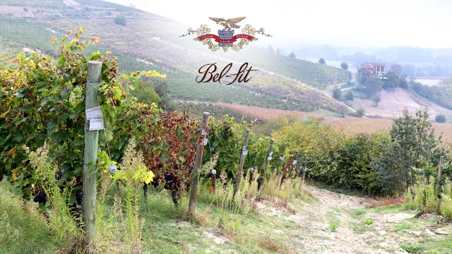 Bel Sit Winery - Azienda agricola
