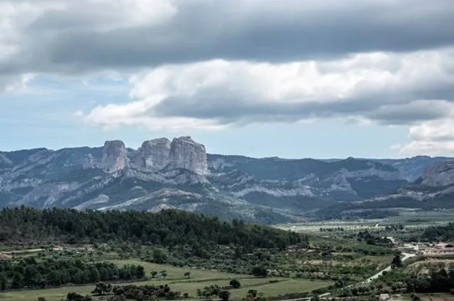 IDENTITAT EXTRA VIRGIN OLIVE OIL