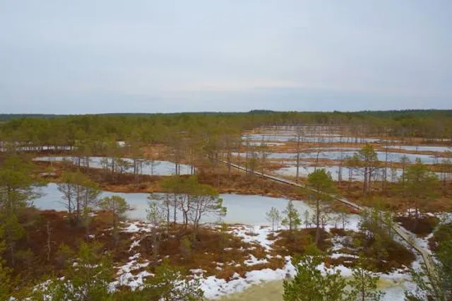 Orono Bog Boardwalk