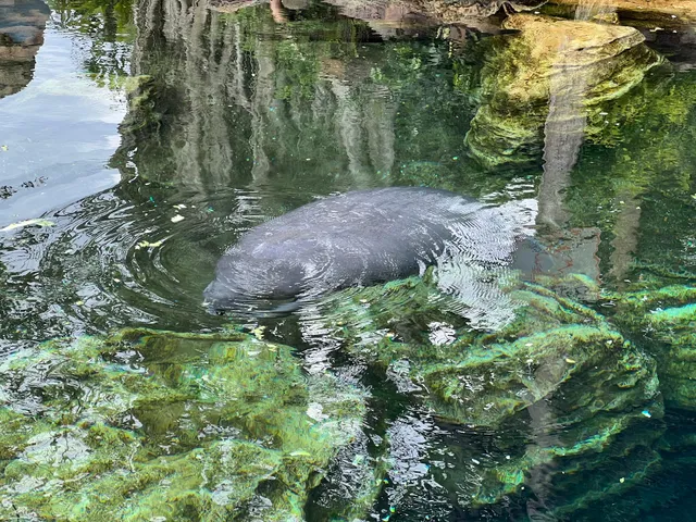 Manatee Rescue