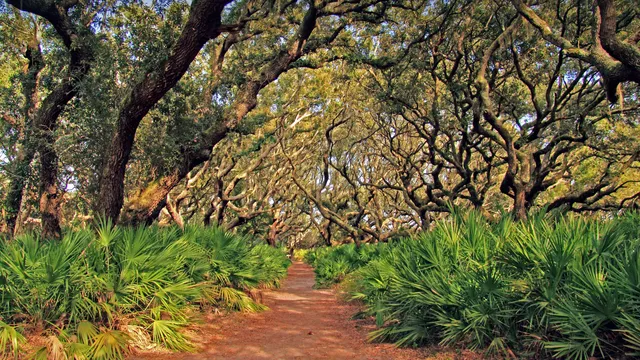 Cumberland Island National Seashore
