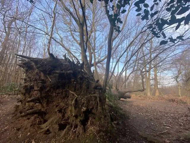 Shorne Woods Country Park