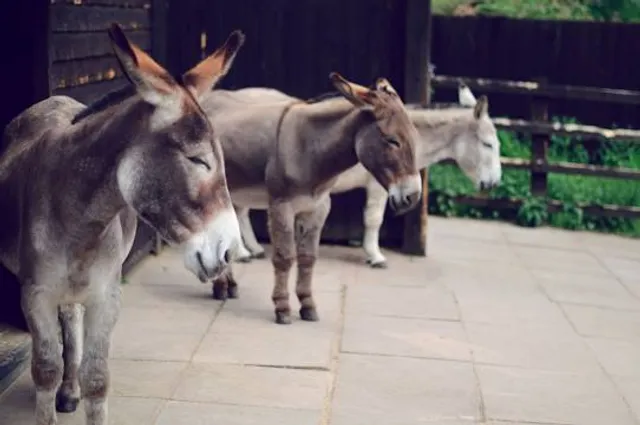 Happy Donkeys