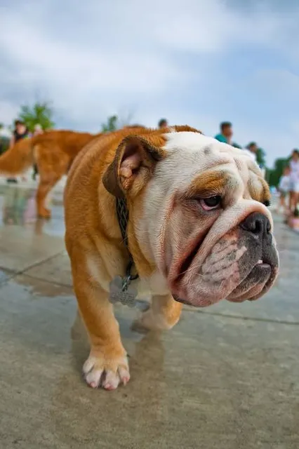 Shaker Heights Thornton Park