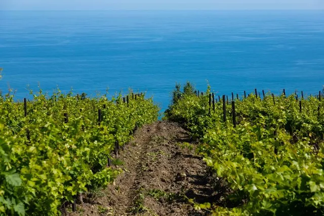 Las Nubes Bodegas y Viñedos