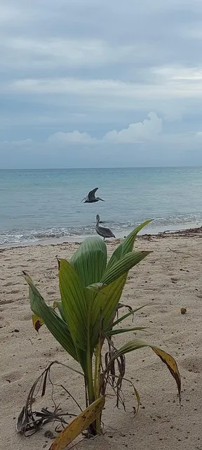 sunscape sabor cozumel