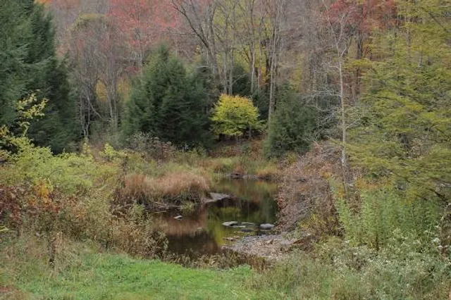 Black Moshannon State Park