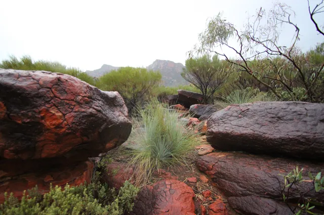 Ikara-Flinders Ranges National Park