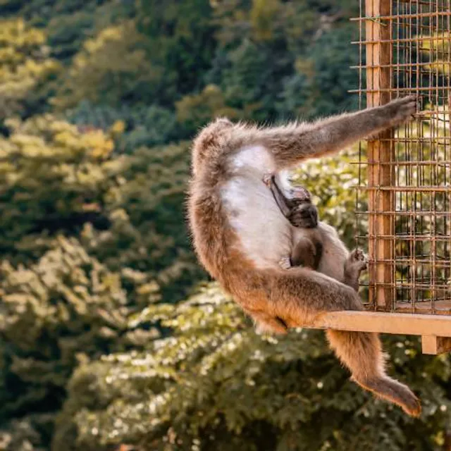 Tannenkamp Wolgast Zoo