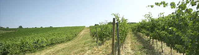 Ariola Vigne e Vini S.r.l