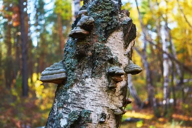 Небесните Пасбища